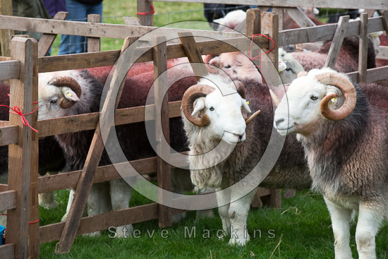 Windermere Farm Lake district Sheep