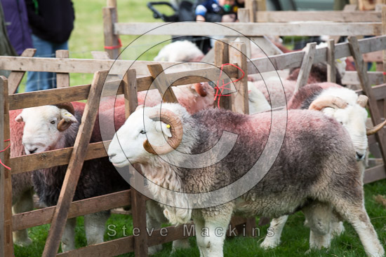 Seatoller Farm Herdwick Sheep