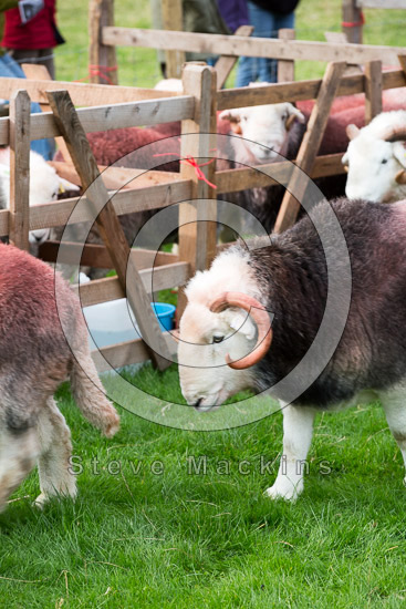 Scoat Fell Lakeland Sheep