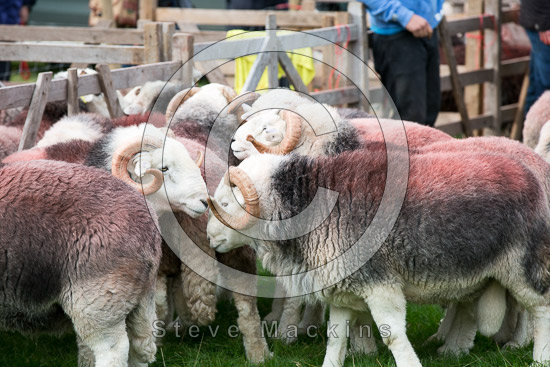 Parton Field Lakeland Sheep
