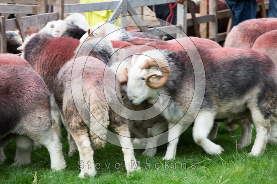Harrington Field Lakeland Sheep