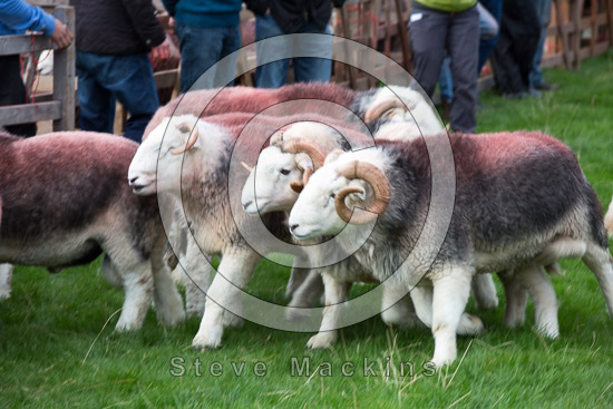 Croglin Herdwick Sheep