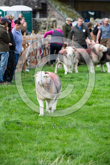 Gilcrux Farm Lakeland Sheep