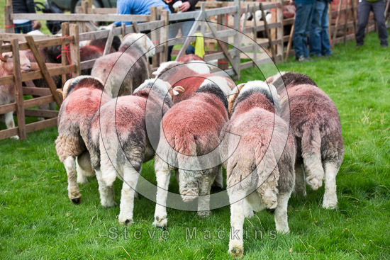Ullscarf Valley Herdwick Sheep