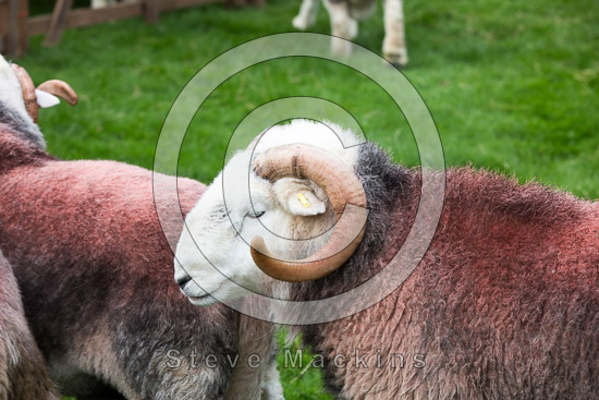 Endmoor Valley Lake district Sheep