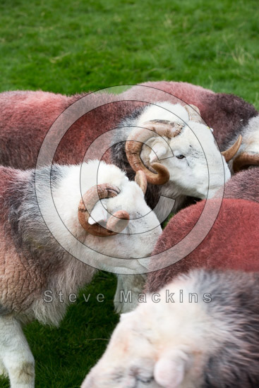 Knock Lake district Sheep