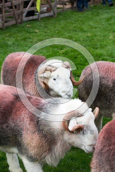 Brough Valley Herdwick Sheep