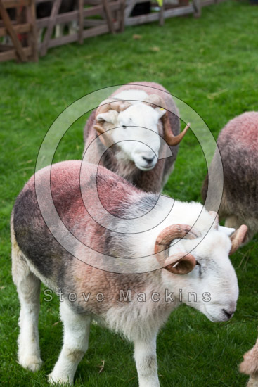 Witherslack Field Lakeland Sheep