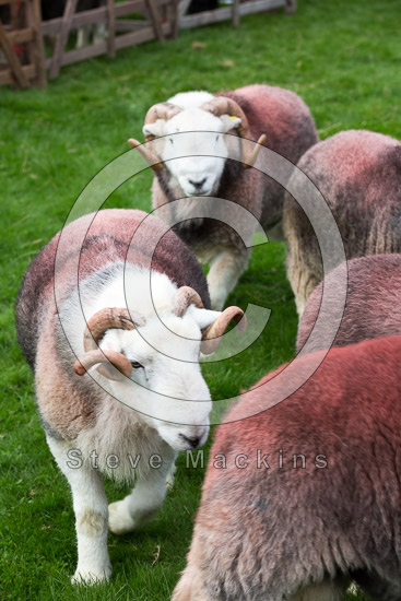 Endmoor Field Lake district Sheep