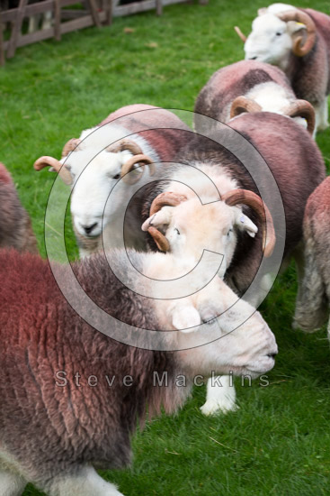 Barrow Farm Herdwick Sheep