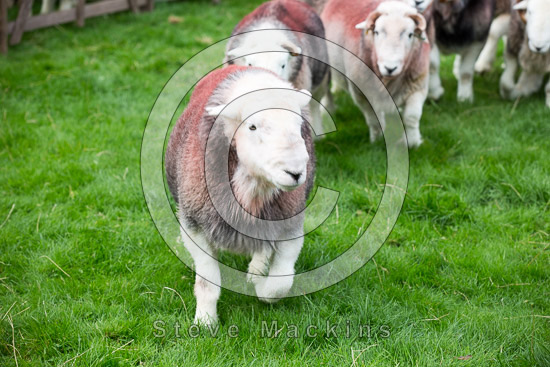 Ling Fell Field Herdwick Sheep