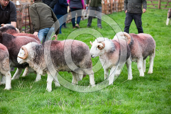 Angletarn Pikes Field Lakeland Sheep