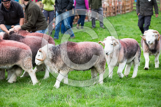 Hilton Field Herdwick Sheep