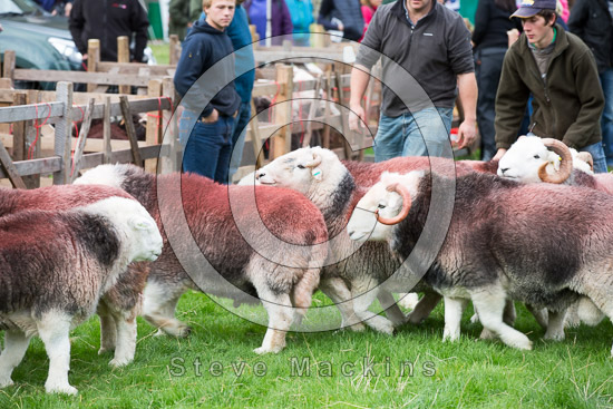 Ulverston Lake district Sheep