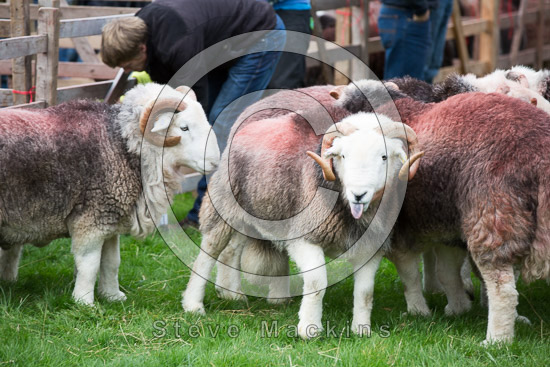 Ulverston Farm Herdwick Sheep