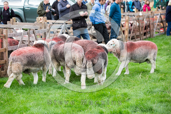 Brigsteer Field Lakeland Sheep