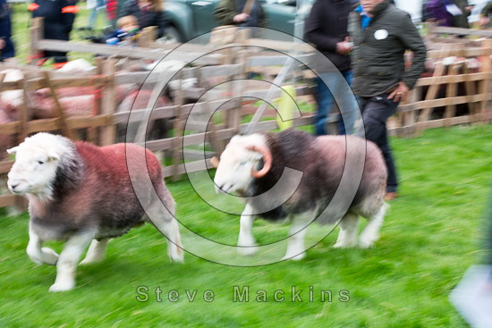 Windermere Farm Herdwick Sheep