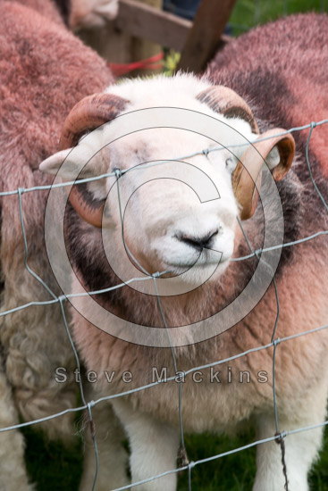 Lupton Field Herdwick Sheep