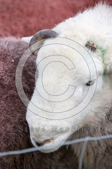 Branstree Valley Lakeland Sheep