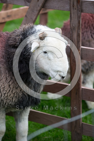 Torpenhow Farm Lake district Sheep
