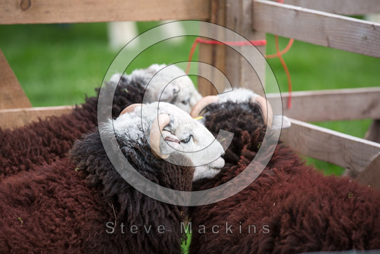 Aglionby Field Herdwick Sheep