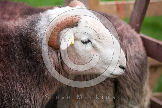 Bothel Lake district Sheep