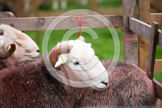 Stainton With Adgarley Farm Herdwick Sheep