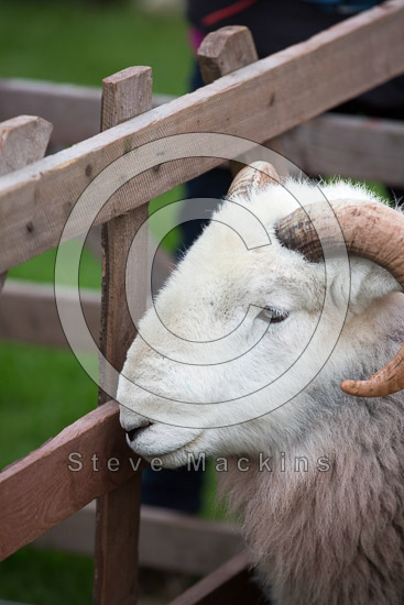 Staveley (Kendal) Lake district Sheep
