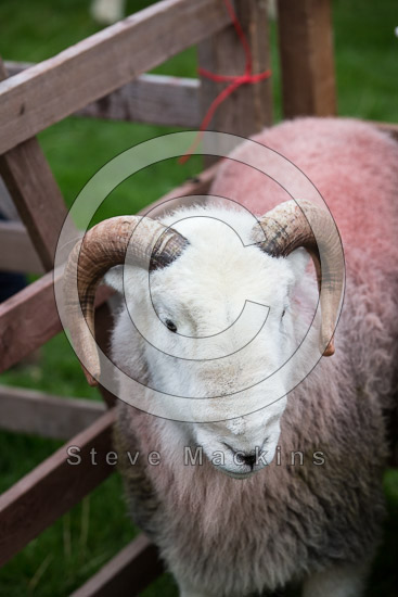 Monkhill Field Lakeland Sheep