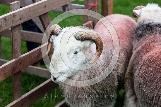 Temple Sowerby Lake district Sheep