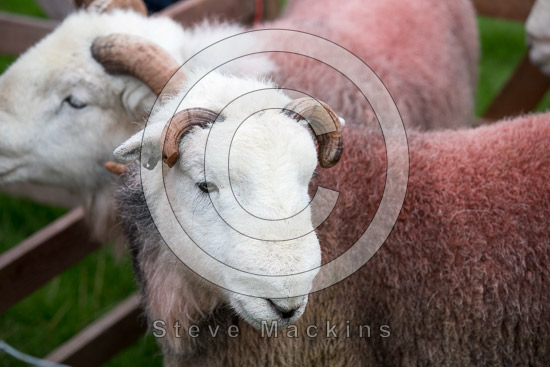 Hallin Fell Farm Lake district Sheep