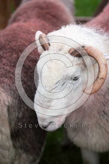 Skelton Field Herdwick Sheep