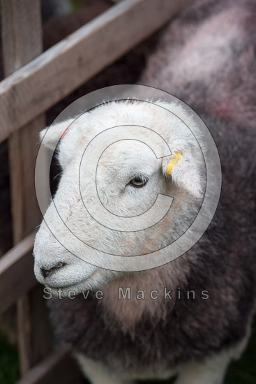 Loadpot Hill Farm Herdwick Sheep