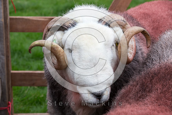 Skiddaw Little Man Field Herdwick Sheep