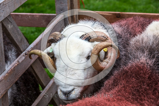 Brigham Field Herdwick Sheep