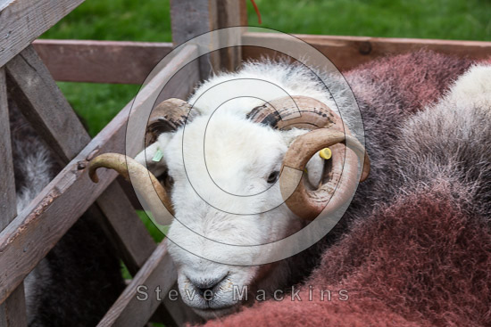 Corney Farm Lakeland Sheep
