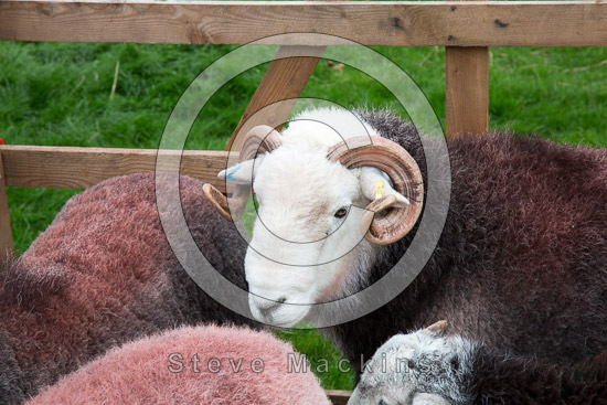Tallentire Lakeland Sheep