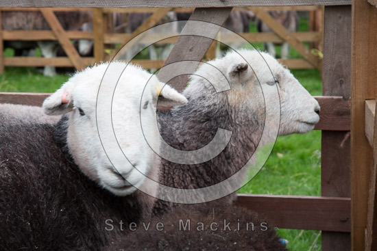 Newbiggin-on-Lune Farm Lake district Sheep