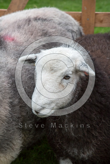 Barrow-In-Furness Lakeland Sheep