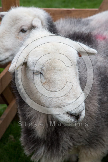 Boltongate Farm Lakeland Sheep