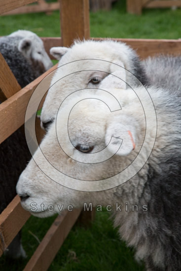 Great Broughton Valley Herdwick Sheep