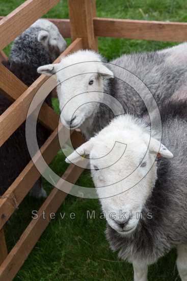 Pennington Lakeland Sheep