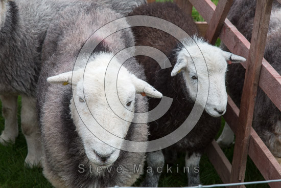 Wigton Field Herdwick Sheep
