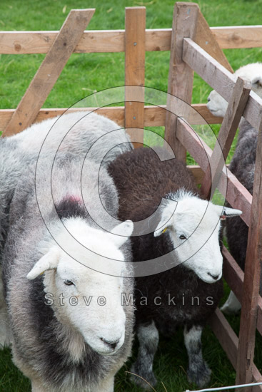 Gibson Knott Valley Herdwick Sheep