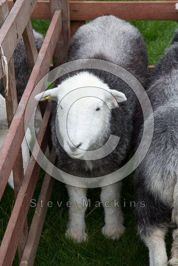 Banks Farm Herdwick Sheep