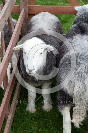 Penruddock Herdwick Sheep