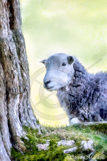 Herdwick Shading - Herdwick Sheep
