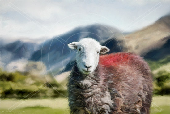 Buttermere Field Herdwick - Herdwick Sheep