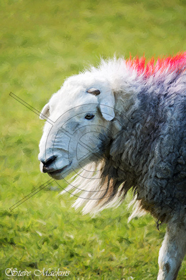 Lakeland Herdwick - Herdwick Sheep