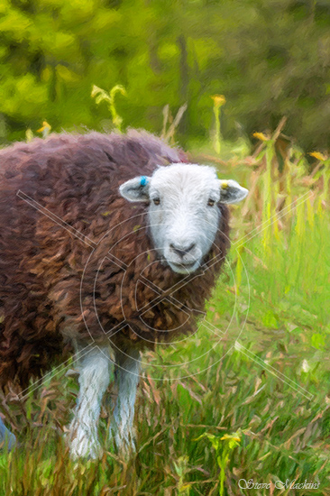 Wandering Herdwick - Herdwick Sheep 